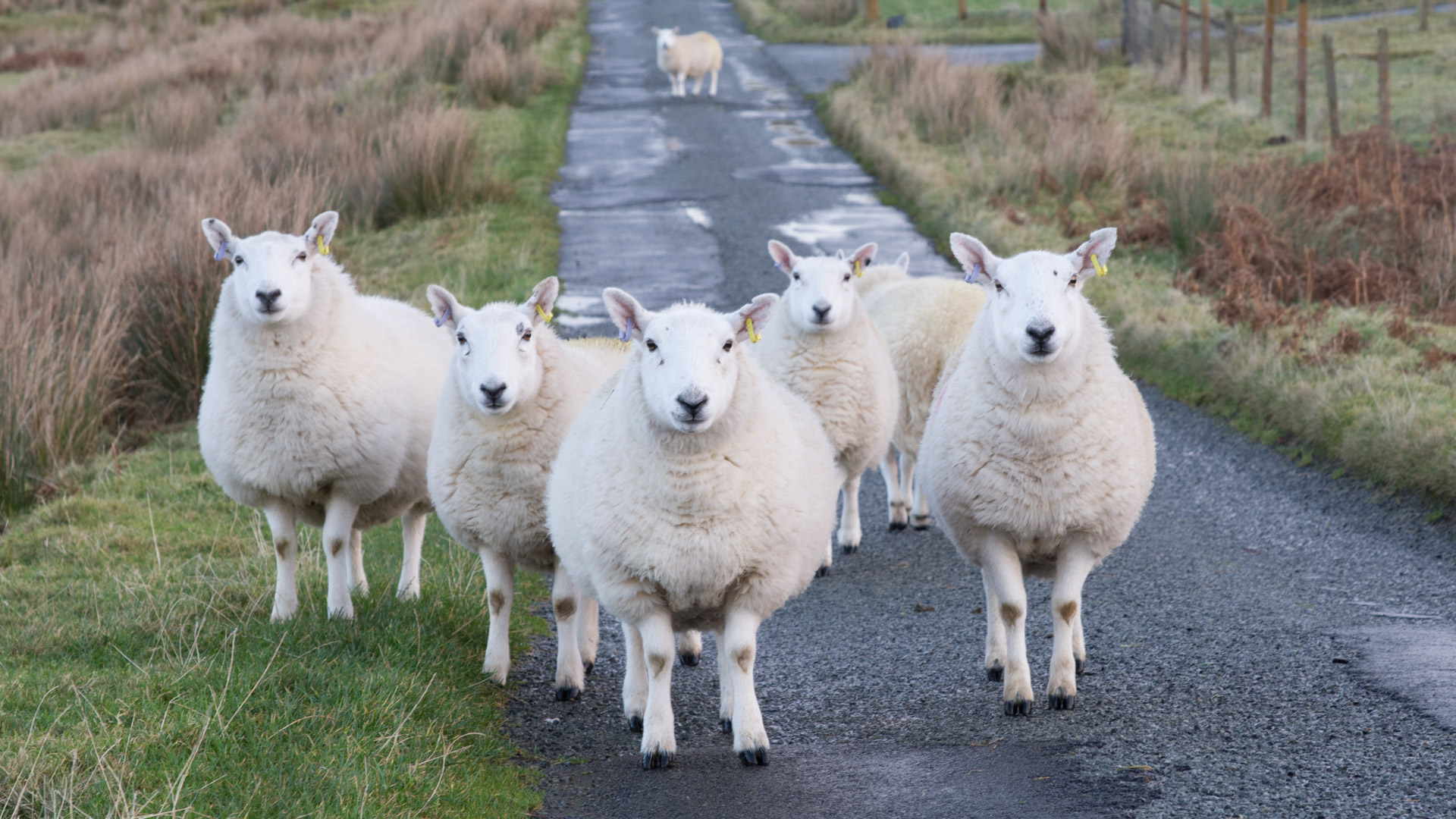 Ose Sheep in the road.